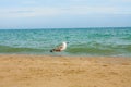 Adriatic Sea coast view. Seashore of Italy, summer sandy beach and seagull. Royalty Free Stock Photo