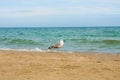 Adriatic Sea coast view. Seashore of Italy, summer sandy beach and seagull. Royalty Free Stock Photo