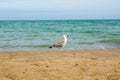 Adriatic Sea coast view. Seashore of Italy, summer sandy beach and seagull. Royalty Free Stock Photo
