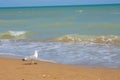 Adriatic Sea coast view. Seashore of Italy, summer sandy beach and seagull. Royalty Free Stock Photo