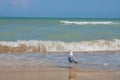 Adriatic Sea coast view. Seashore of Italy, summer sandy beach and seagull. Royalty Free Stock Photo