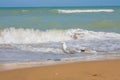 Adriatic Sea coast view. Seashore of Italy, summer sandy beach and seagull. Royalty Free Stock Photo