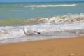 Adriatic Sea coast view. Seashore of Italy, summer sandy beach and seagull. Royalty Free Stock Photo