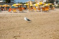 Adriatic Sea coast view. Seashore of Italy, summer umbrellas on sandy beach and seagull. Royalty Free Stock Photo