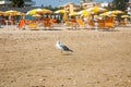 Adriatic Sea coast view. Seashore of Italy, summer umbrellas on sandy beach and seagull. Royalty Free Stock Photo