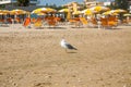 Adriatic Sea coast view. Seashore of Italy, summer umbrellas on sandy beach and seagull. Royalty Free Stock Photo