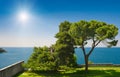 Adriatic sea view with pines at Rovinj, Croatia Royalty Free Stock Photo