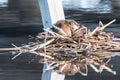 Adrift on a bed of reeds Royalty Free Stock Photo