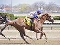 Adrift winning at Aqueduct Racetrack