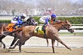 Adrift winning at Aqueduct Racetrack