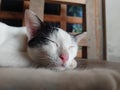 Adroable cat sleeping on a wooden chair Royalty Free Stock Photo