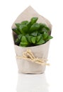 Adromischus alveolatus plant Royalty Free Stock Photo