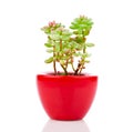 Adromischus houseplant in the red pot Royalty Free Stock Photo
