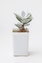 Adromischus Leucophyllus succulent houseplant in white plastic pot on white background Royalty Free Stock Photo