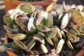 Adromischus Maculatus crassulaceae plant in the garden