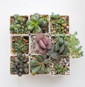 Adromischus in pot, top view. Succulent houseplant background