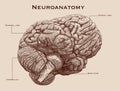 Neuroanatomy Chart Royalty Free Stock Photo