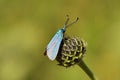 Adscita sp moth , Zygaenidae Moths of iran