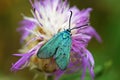 Adscita sp moth , Zygaenidae Moths of iran