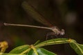 Adul Rubyspot Damselfly Insect Royalty Free Stock Photo