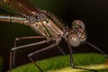 Adul Rubyspot Damselfly Insect