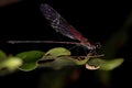 Adul Rubyspot Damselfly Insect Royalty Free Stock Photo