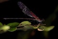 Adul Rubyspot Damselfly Insect