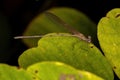 Adul Rubyspot Damselfly Insect