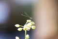 Adul Rubyspot Damselfly Insect