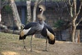 Adulation of the couples of Gray Crowned Crane Balearica Regulorum.