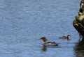 Aduld common Merganser and young Royalty Free Stock Photo