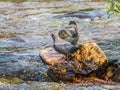 Adullt American Dipper With Downy Chick