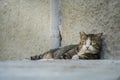 Adult abandoned stray cat looking sad at the camera