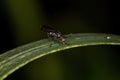 Adult Acalyptrate Fly
