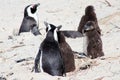 Several African Penguins