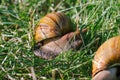 Adult african achatina snails eats green grass outdoors Royalty Free Stock Photo