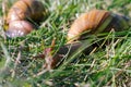 Adult african achatina snails eats green grass outdoors Royalty Free Stock Photo