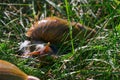 Adult african achatina snails eats green grass outdoors Royalty Free Stock Photo