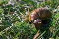 Adult african achatina snails eats green grass outdoors under rain Royalty Free Stock Photo