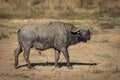 Horizontal full body portrait of an adult african buffalo walking in Kruger Park in South Africa Royalty Free Stock Photo