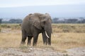 Adult African Bush Elephant, female