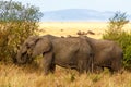 Adult african bush elephants grazing in African savanna