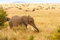 Adult african bush elephants grazing in African savanna