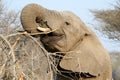 Adult african elephant eats a branches