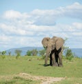 Adult african elephant feeding on grass