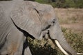 Adult African Elephant in Medium Profile Royalty Free Stock Photo