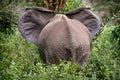 Adult african elephant in savannah, Serengeti, Tanzania Royalty Free Stock Photo