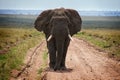 Adult african elephants in savannah, Serengeti, Tanzania Royalty Free Stock Photo