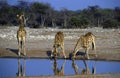 Adult African Giraffes