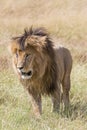 Adult African lion